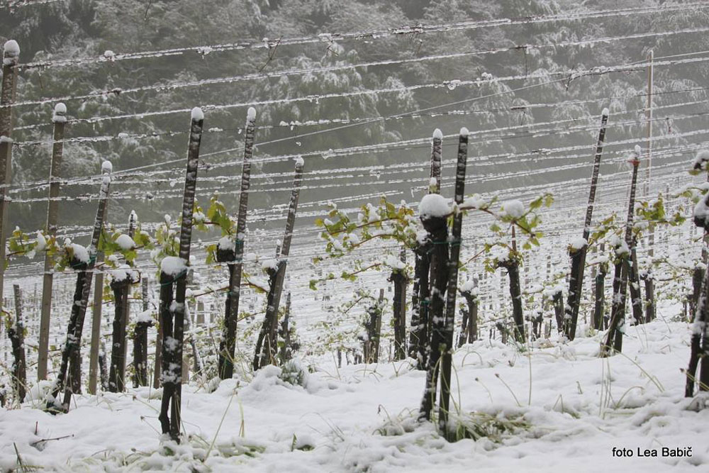 Aprilski sneg med bizeljskimi vinogradi (15)