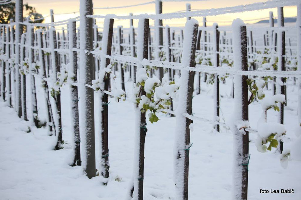 Aprilski sneg med bizeljskimi vinogradi (17)