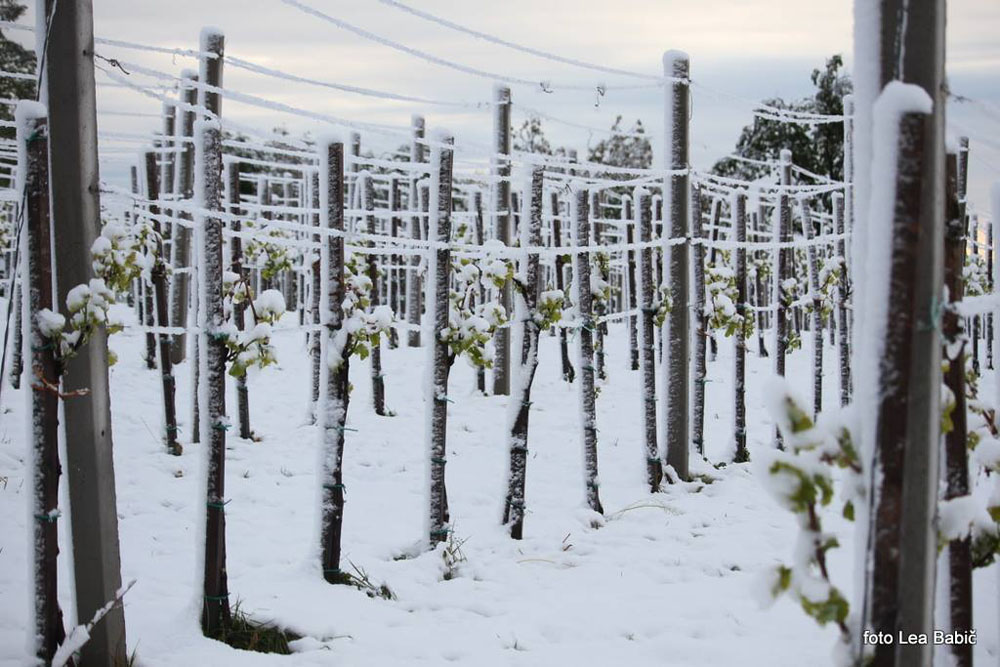 Aprilski sneg med bizeljskimi vinogradi (3)