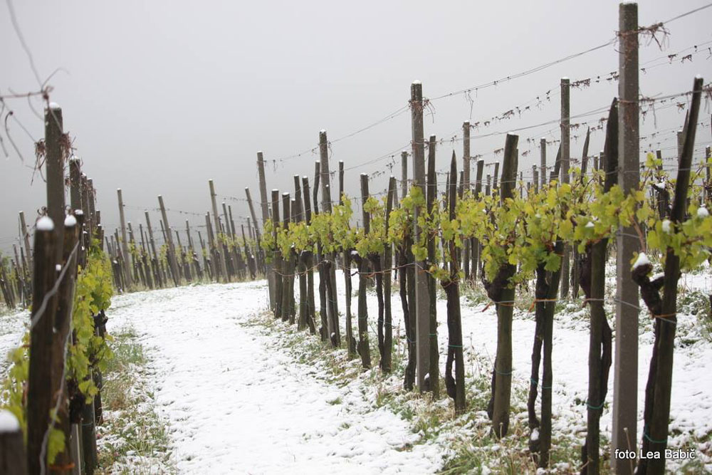Aprilski sneg med bizeljskimi vinogradi (38)