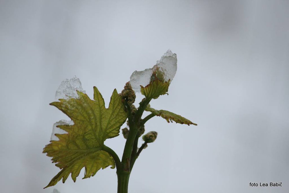 Aprilski sneg med bizeljskimi vinogradi (41)
