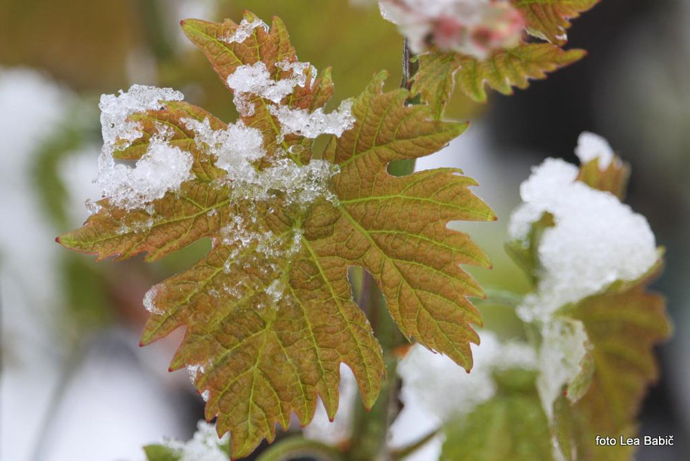 Aprilski sneg med bizeljskimi vinogradi (45)