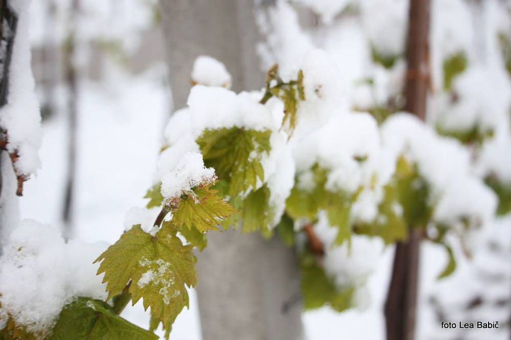 Aprilski sneg med bizeljskimi vinogradi (46)