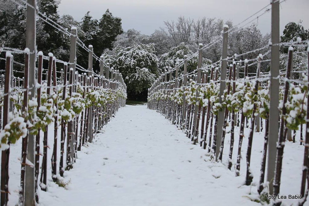Aprilski sneg med bizeljskimi vinogradi (48)