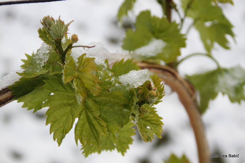 Aprilski sneg med bizeljskimi vinogradi (50)