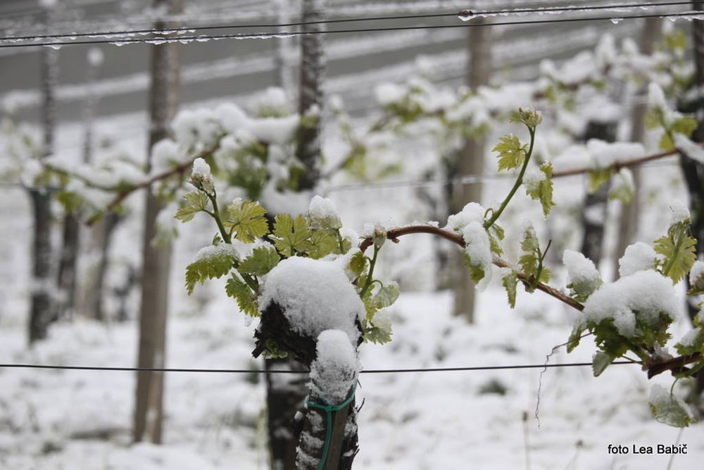 Aprilski sneg med bizeljskimi vinogradi (7)