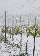 Aprilski sneg med bizeljskimi vinogradi (10)