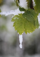 Aprilski sneg med bizeljskimi vinogradi (13)