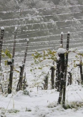 Aprilski sneg med bizeljskimi vinogradi (15)