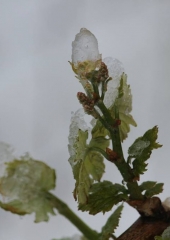 Aprilski sneg med bizeljskimi vinogradi (16)