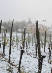 Aprilski sneg med bizeljskimi vinogradi (18)