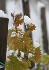 Aprilski sneg med bizeljskimi vinogradi (22)