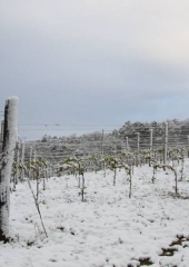 Aprilski sneg med bizeljskimi vinogradi (23)