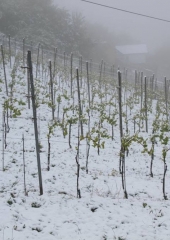 Aprilski sneg med bizeljskimi vinogradi (24)