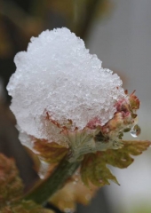 Aprilski sneg med bizeljskimi vinogradi (33)