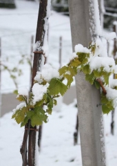 Aprilski sneg med bizeljskimi vinogradi (49)