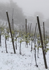 Aprilski sneg med bizeljskimi vinogradi (51)