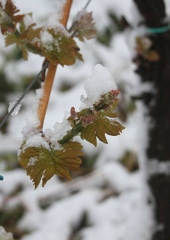 Aprilski sneg med bizeljskimi vinogradi (52)