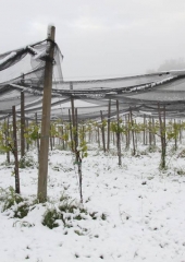 Aprilski sneg med bizeljskimi vinogradi (54)