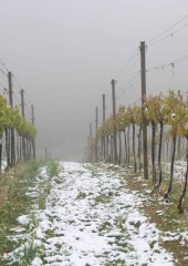 Aprilski sneg med bizeljskimi vinogradi (55)