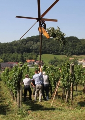 Društvo vinogradnikov Bizeljsko (18)