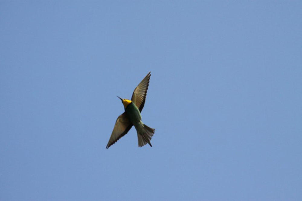 Ptič čebelar (Merops apiaster) (11)