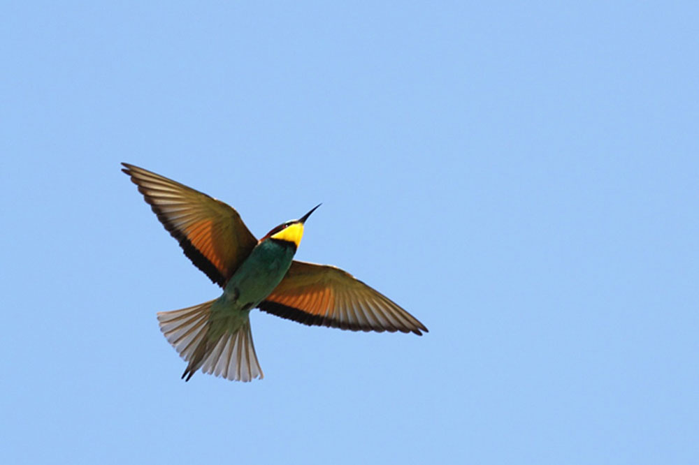 Ptič čebelar (Merops apiaster) (13)