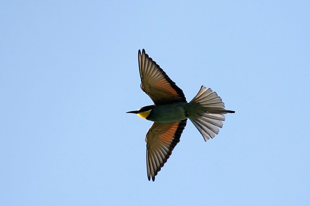 Ptič čebelar (Merops apiaster) (14)