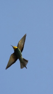 Ptič čebelar (Merops apiaster) (11)