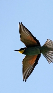 Ptič čebelar (Merops apiaster) (14)