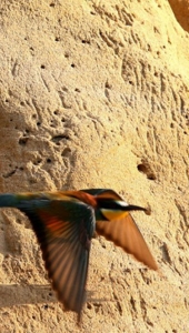 Ptič čebelar (Merops apiaster) (3)