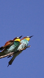 Ptič čebelar (Merops apiaster) (5)