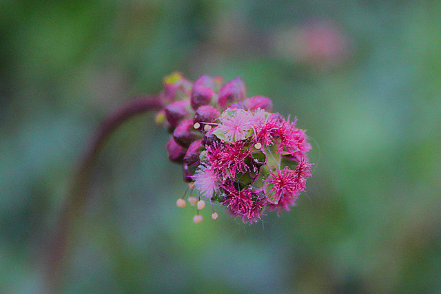 Mala strašnica (Sanguisorba minor)
