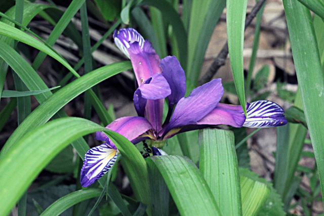Travnolistna perunika (Iris graminea)