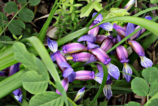 Travnolistna perunika (Iris graminea)
