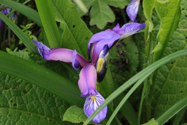 Travnolistna perunika (Iris graminea)