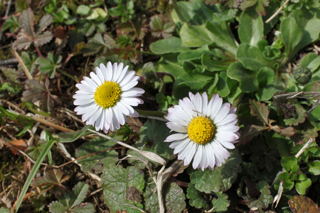 Navadna marjetica (Bellis perennis)
