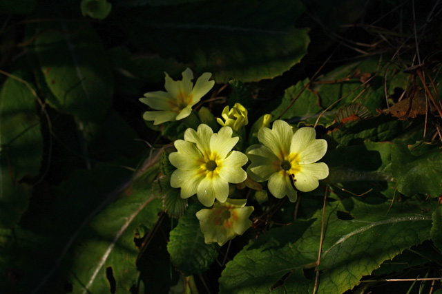 Navadna trobentica (Primula vulgaris)