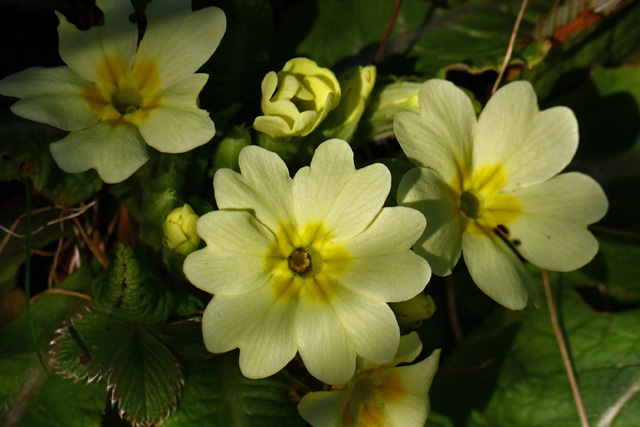 Navadna trobentica (Primula vulgaris)