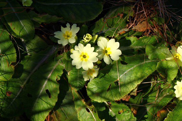 Navadna trobentica (Primula vulgaris)