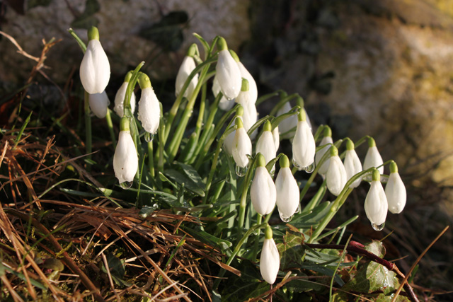 Navadni mali zvonček (Galanthus nivalis)