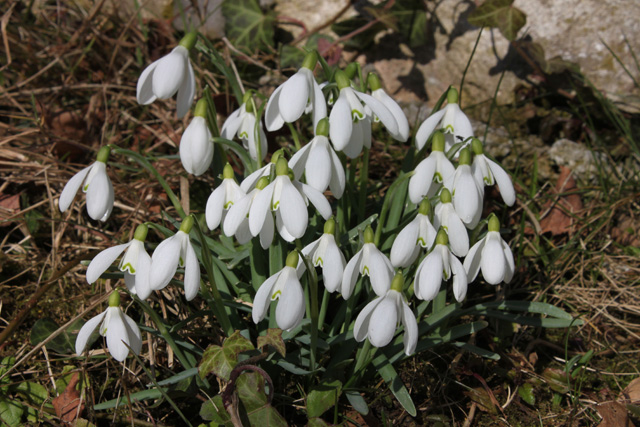 Navadni mali zvonček (Galanthus nivalis)