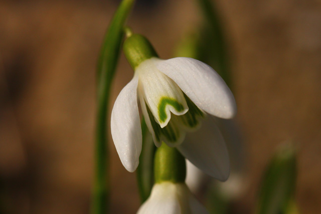 Navadni mali zvonček (Galanthus nivalis)