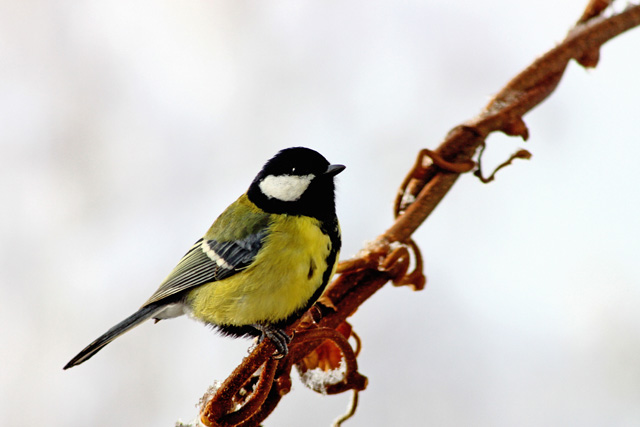 Velika sinica (Parus major)