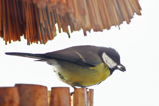 Velika sinica (Parus major)
