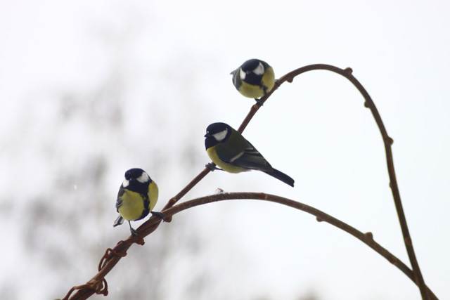 Velika sinica (Parus major)