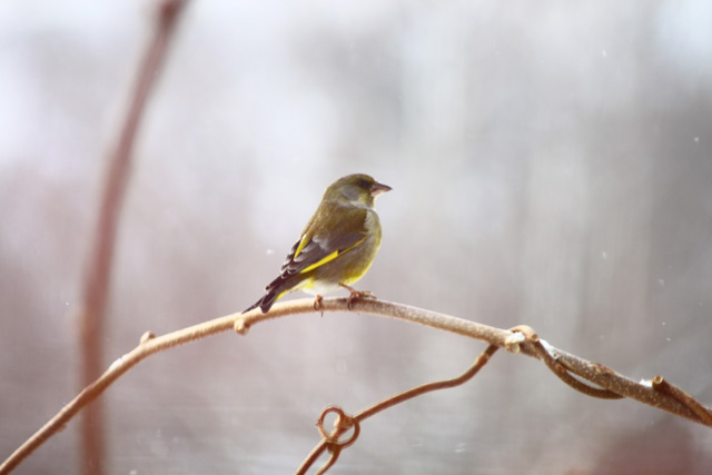 Zelenec (Carduelis chloris)