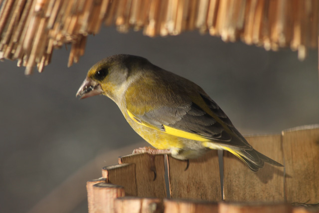 Zelenec (Carduelis chloris)