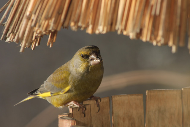 Zelenec (Carduelis chloris)