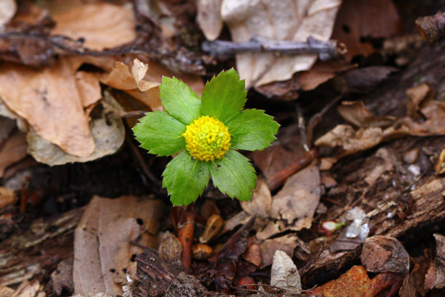 Navadno tevje (Hacquetia epipactis)